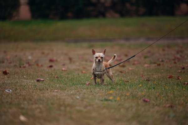 How Can UK Businesses Adapt to an Evolving Marketplace?