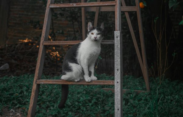 Understanding self-sponsorship visas: a new path for global talent mobility