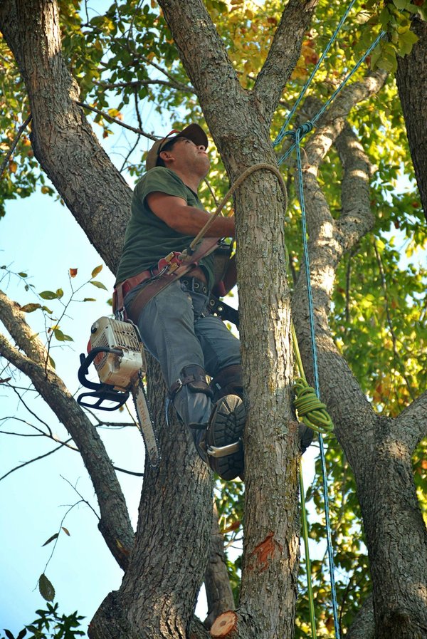 Comprehensive tree surgeons in kent for every need